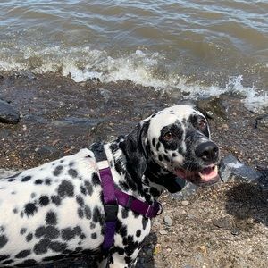 Meet your Posher, Adriana